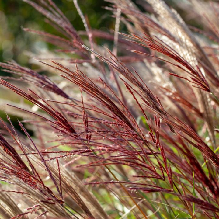 Immagine prodotto Plant in a Box Miscanthus sinensis 'Red Chief' - Erba ornamentale (40 cm)
