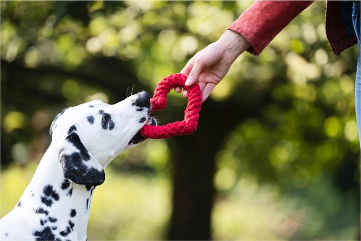 Produktbild Laboni Hertha Heart (Apportieren, Kauspielzeug Hund, Wurfspielzeug Hund)