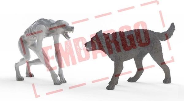 Actual product image Schleich Werewolf vs. Animagus