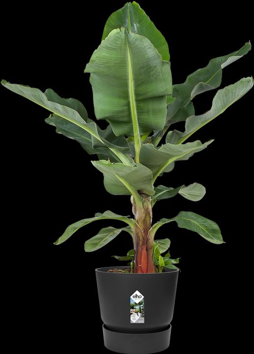 Produktbild Elho Greenville (39 cm)