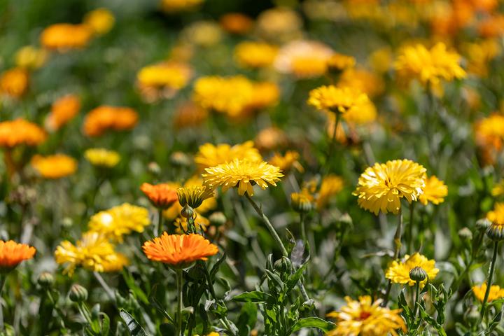 Produktbild Zollinger Bio Ringelblume, Sommermischung (Pflanzensamen)
