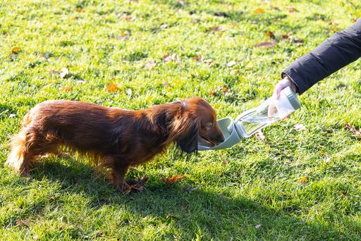 Actual product image Beeztees Drinking bottle dog (0.60 l)