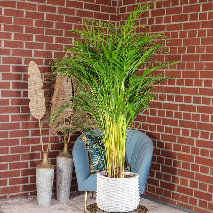Actual product image Flowerbox Golden fruit palm - height ca. 100 cm, pot-Ø 21 cm - Areca Dypsis Lutescens (100 cm)