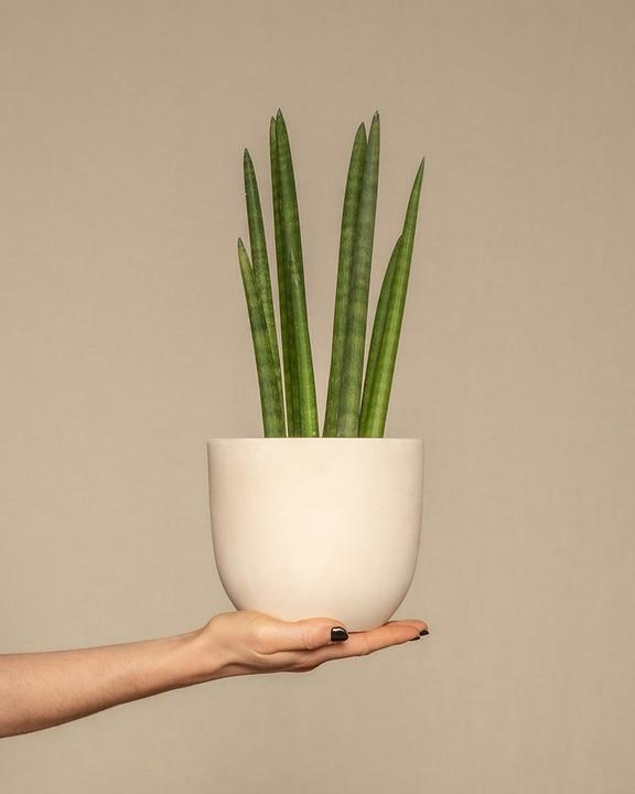 Actual product image feey Straight (45 cm, Freshly repotted)