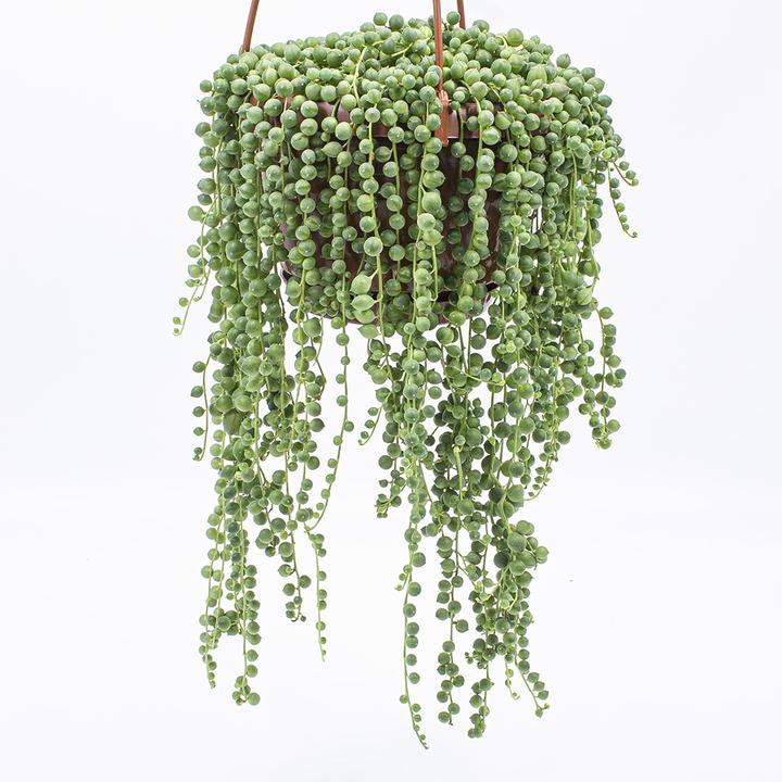 Kakteen Gautschi Senecio rowleyanus (40 cm)