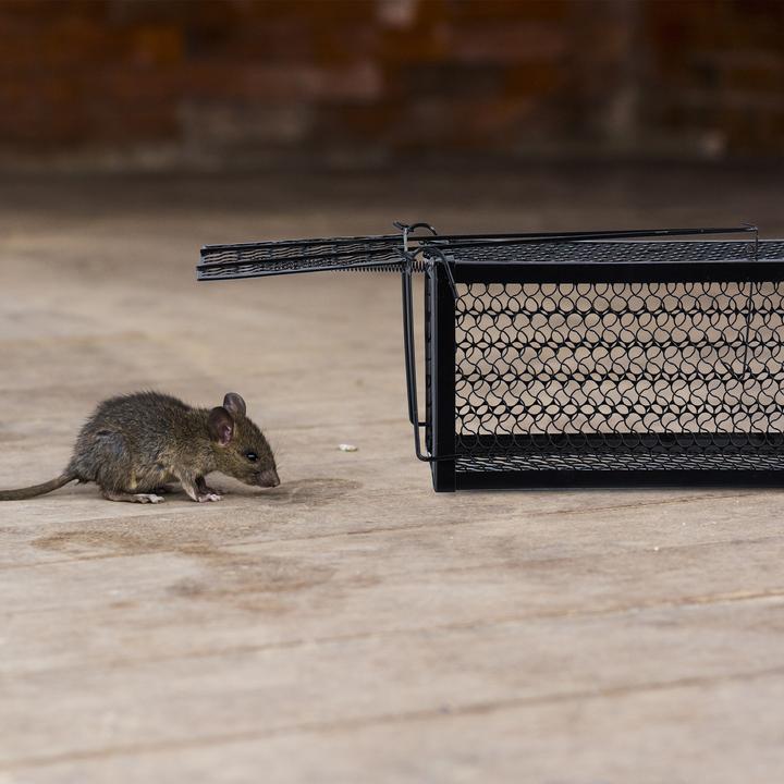 Actual product image Relaxdays 2x live trap