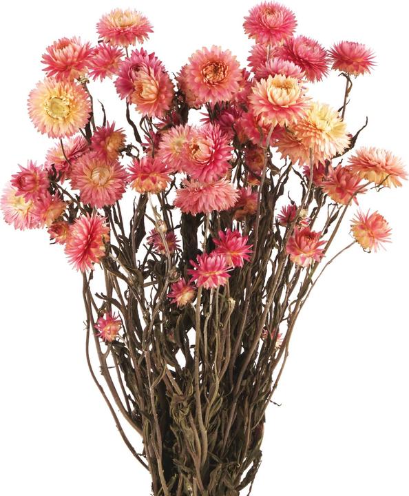 Actual product image Pur und Prima Strawflowers, Helichrysum dried flowers, natural pink (Dried flowers)