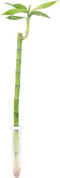Immagine prodotto Flowerbox Glücksbambus "Lucky Bamboo" - Dracaena Sanderiana