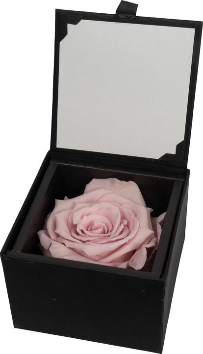 Image du produit Migros Ostschweiz Rose Premium (Rose stabilisée) en coffret cadeau (Fleurs à l'infini)