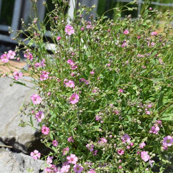 Immagine prodotto Säntispracht Set di 2, Gypsophila strisciante - Gypsophila repens Filou Rose (15 cm)