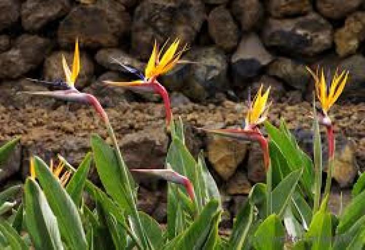 Actual product image Tropica Bird of Paradise (Bulbous plant)
