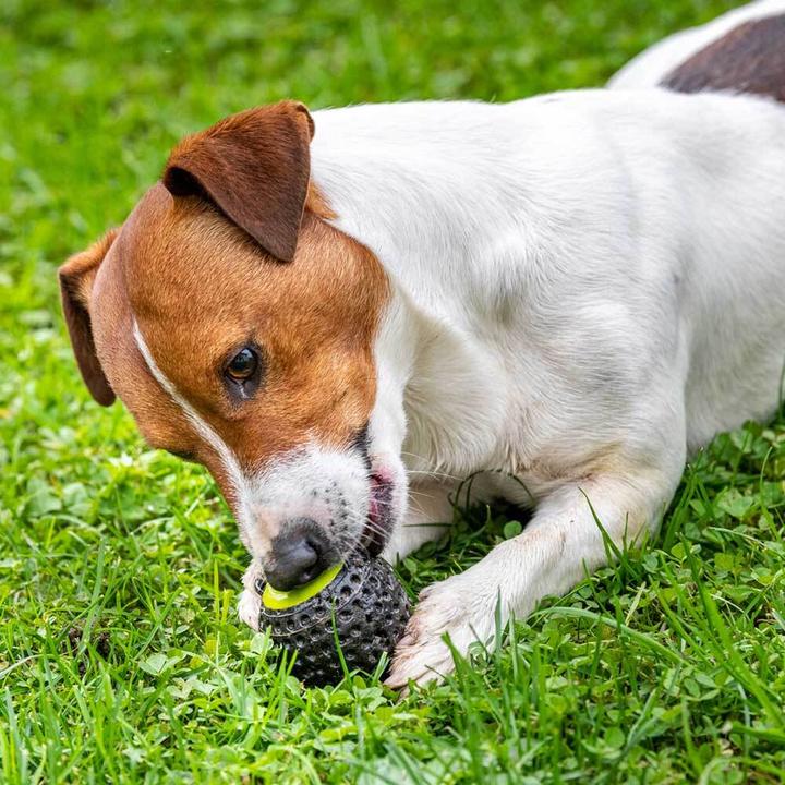 Image du produit Ferplast Chewa Boing (Jouet à balle chien)