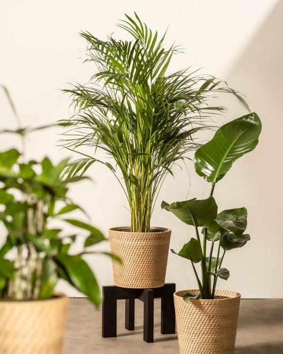 Immagine prodotto feey Strelitzia XL (110 cm, Appena rinvasata)
