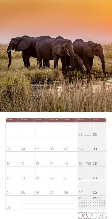 Immagine prodotto Elefanten Kalender 2026 - 30x30 (30 x 30 cm, Copertina rigida, Tedesco, Francese, Italiano, Inglese)