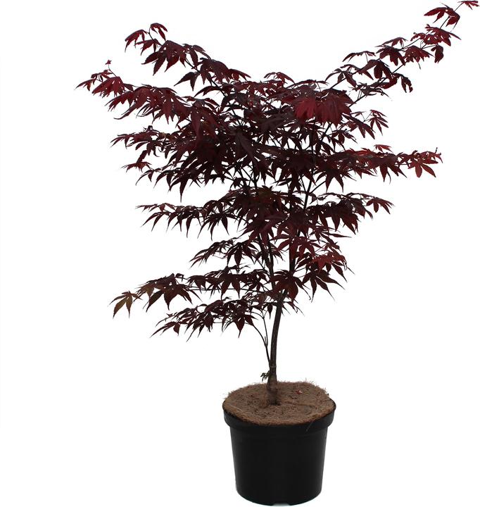 Actual product image Zulauf Japames Maple (50 cm)