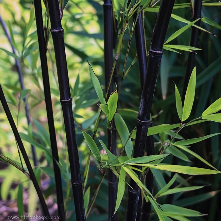 Image du produit Plant in a Box Fargesia nitida 'Black Dragon' - Bambus (25 cm)