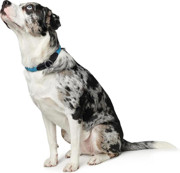 Immagine prodotto Hunter Collare da dressage Freestyle con tappo (M, L, Cane, Generale)