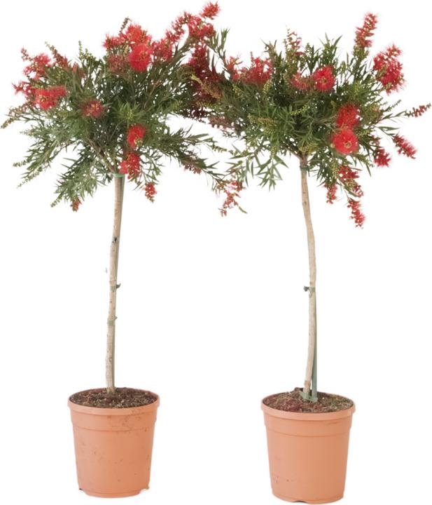 Produktbild Plant in a Box Callistemon citrinus 'Splendens' - 2er-Set Lampenreiniger (90 cm)