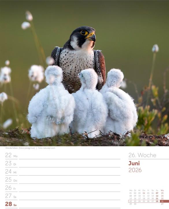 Actual product image Vögel - Tier-Wochenplaner 2026 (25 x 33 cm, German)