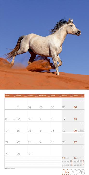 Produktbild Pferde Kalender 2026 - 30x30 (30 x 30 cm, Harter Einband, Deutsch)