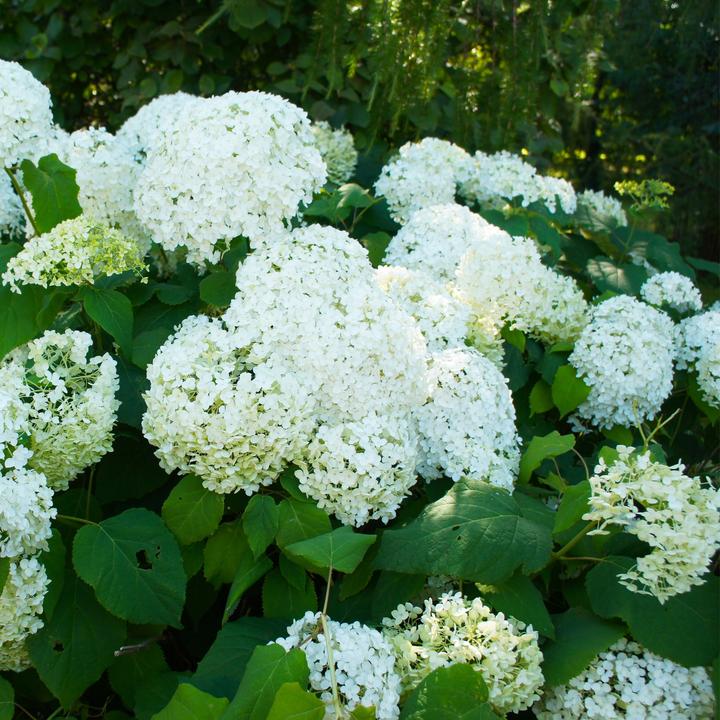 Produktbild Plant in a Box Hydrangea Paniculata 'Silver Dollar' - 3er Set Hortensien (25 cm)