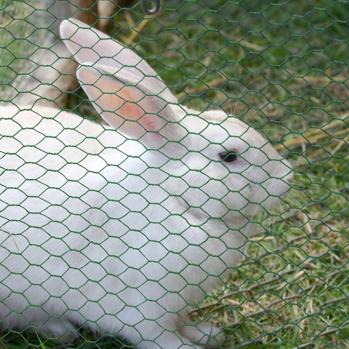 Actual product image Casa Pura Wire fence green 13 mm (10 m)
