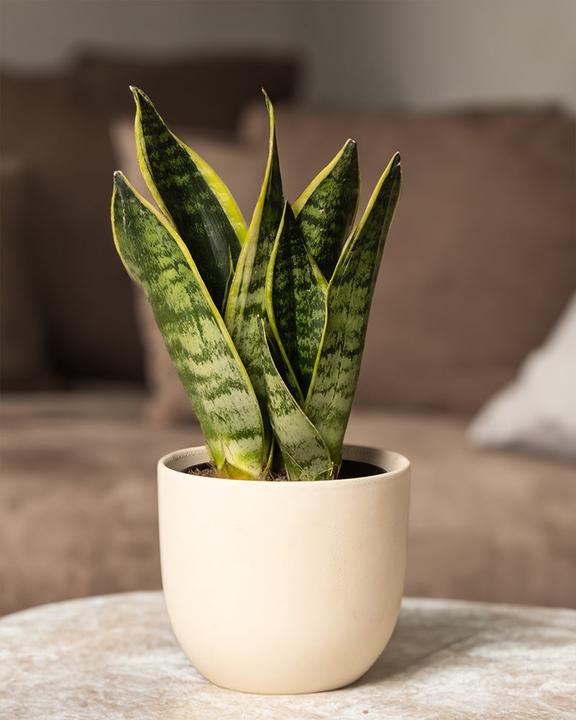 Actual product image feey Little mother-in-law's tongue (25 cm, Freshly repotted)