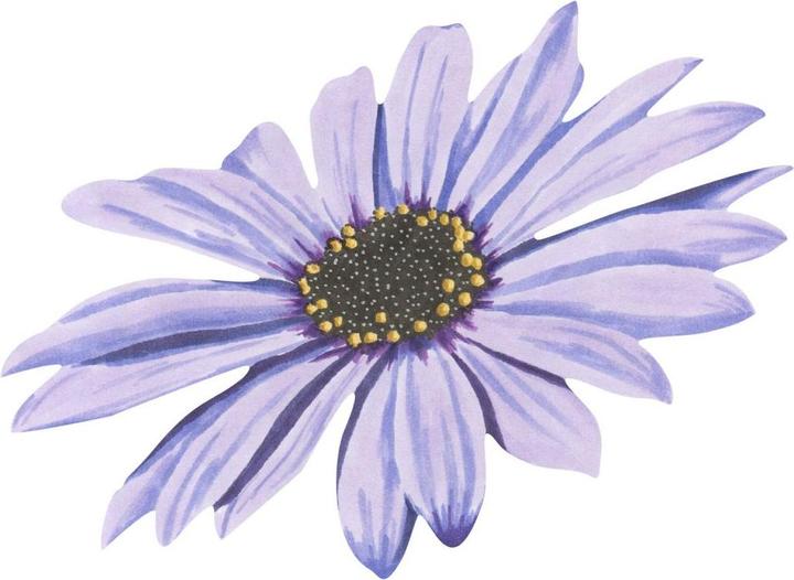 Produktbild Trenddeko Bornholmer Margeritenblüte lila Watercolor (35 x 26 cm)