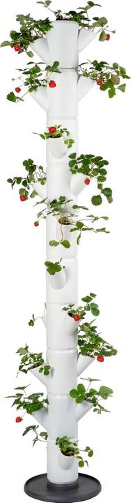 Gusta Garden Rearing pots SISSI STRAWBERRY Infinity, White (27 cm)