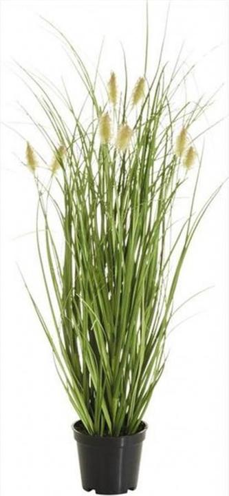 Botanic-Haus Fuchsschwanzgras (46 cm)