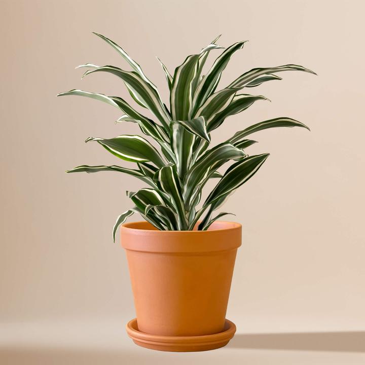 Produktbild Mary and Plants White Jewel Terrakotta (50 cm)