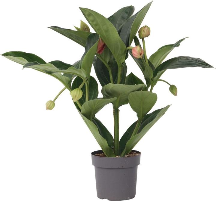 Immagine prodotto Plant in a Box Medinilla magnifica - Rosa medinilla (55 cm)