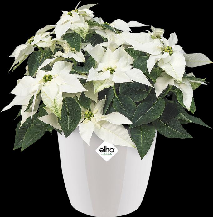 Image du produit Elho Bruxelles Diamant (14 cm)