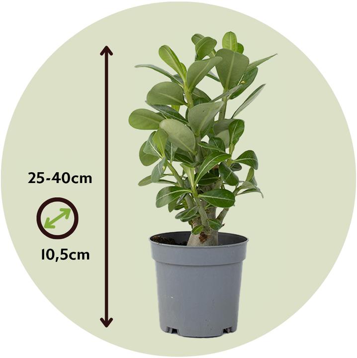 Image du produit Plant in a Box Adenium Obesum (25 cm)