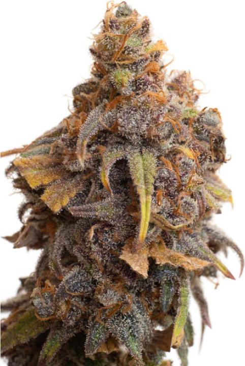 Actual product image JYM's Strawberry CBD Seeds 10 pcs (Fruit seed)