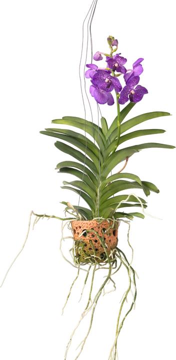 Actual product image Plant in a Box Vanda - Orchid (50 cm)