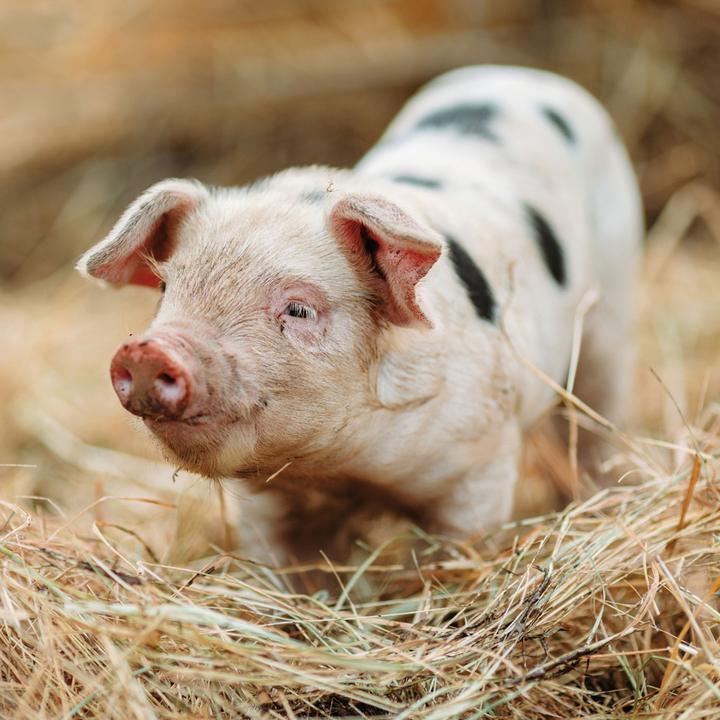 Immagine prodotto Piggies/Piglets 2024 (Copertina rigida, Spagnolo, Francese, Ceco, Italiano, Olandese, Polacco, Tedesco, Inglese)