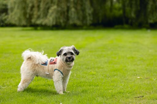 Produktbild Beeztees Hundemantel Teddy (XL, Hundepullover)