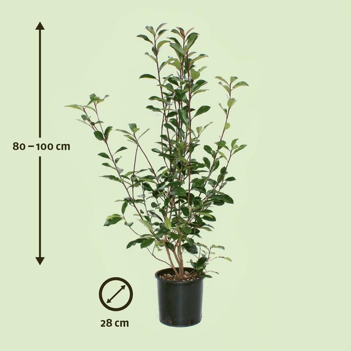 Actual product image Zulauf Photinia (100 cm)