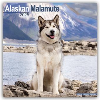 Produktbild Avonside Publishing Ltd:Alaskan Malamut (305 x 305 mm, Harter Einband, Englisch)