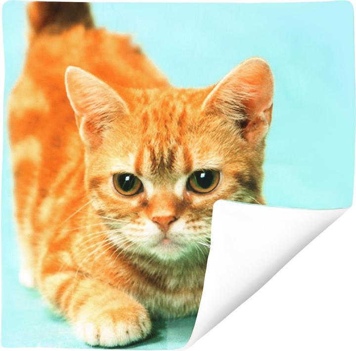 Produktbild Avizar 2 Stk. Kissenbezüge Gelbe Katze (40 x 40 cm)
