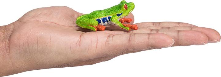 Actual product image small foot Red-eyed Tree Frog