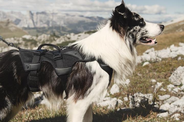 Actual product image Hurtta Backpack incl. Active harness (M, Dog vest)