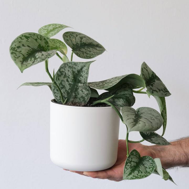 Produktbild Plant in a Box Philodendron Scandens Brasil, Epipremnum Trebi, Epipremnum Aureum - 3er-Set Efeutute (25 cm)