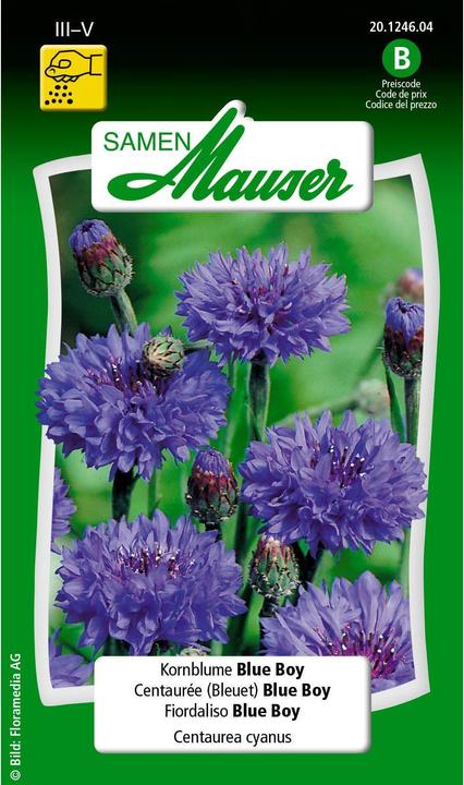Actual product image Samen Mauser pageboy (Plant seeds)