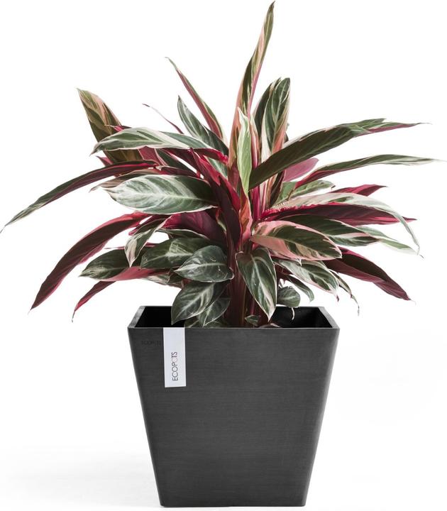 Image du produit Ecopots Rotterdam (50 cm)