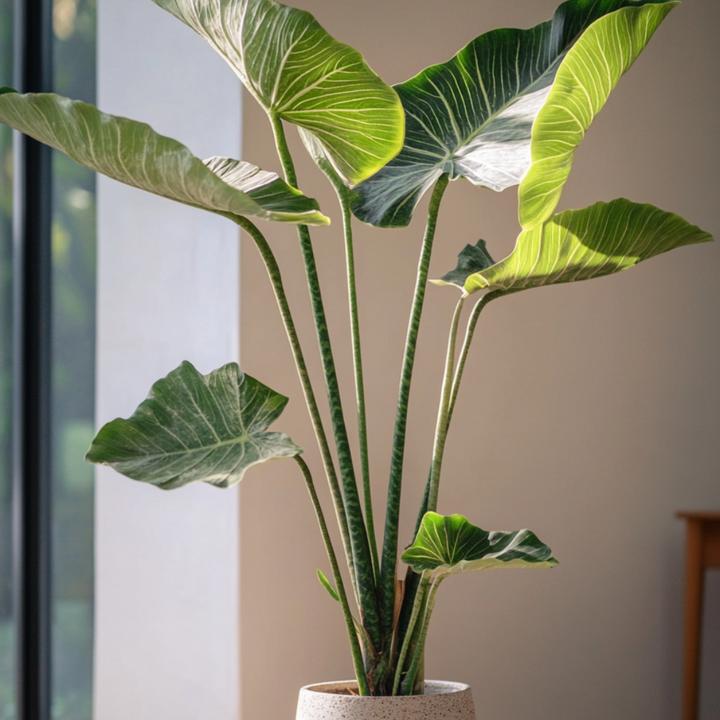 Actual product image Plant in a Box Alocasia zebrina - Alocasia (150 cm)