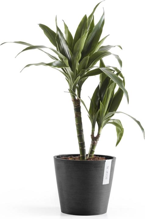 Immagine prodotto Ecopots Amsterdam (20 cm)