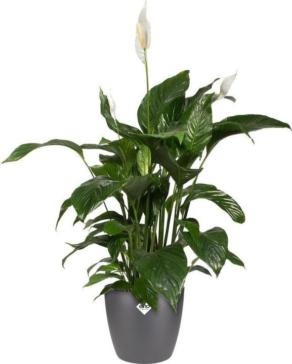 Actual product image Elho Brussels