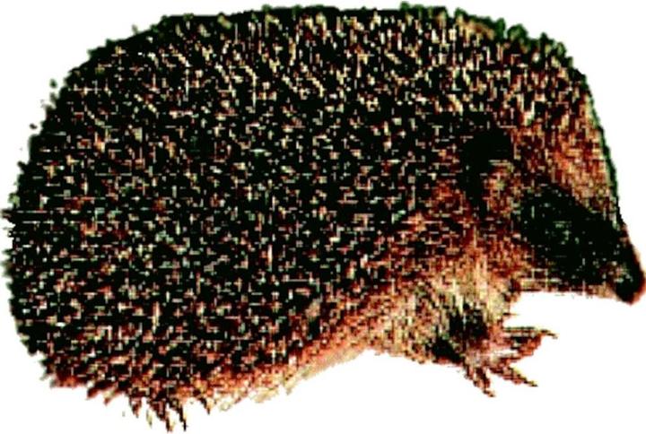 Actual product image Siena Garden Hedgehog dome with floor